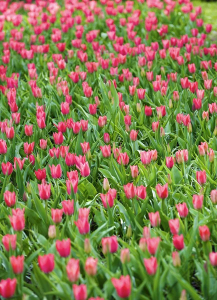 Tulipes — Photo