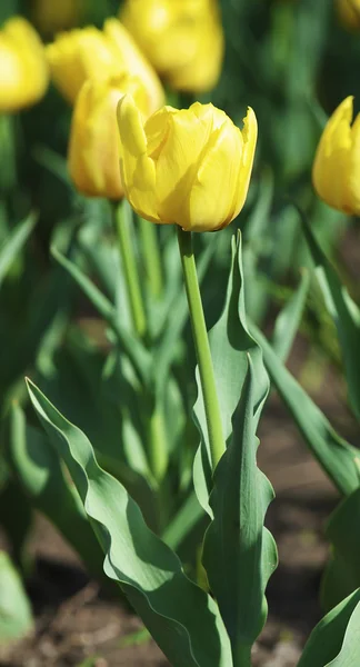 Stock image Tulips