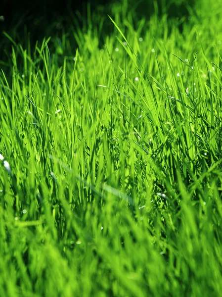 Grass after a rain — Stock Photo, Image