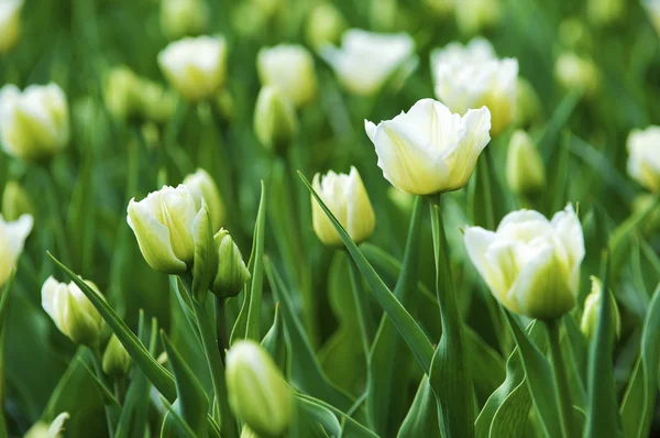 Stock image Tulips