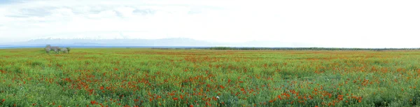 stock image Blossoming spring steppe