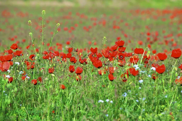 stock image Poppy