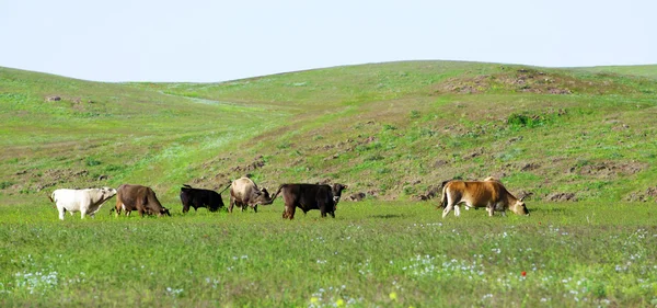 La manada de vacas — Foto de Stock