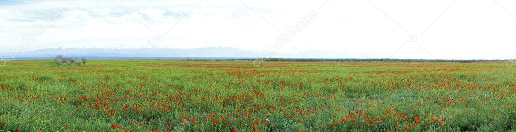Blossoming spring steppe
