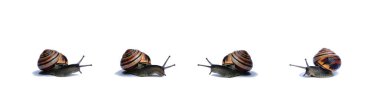 Snails clipart