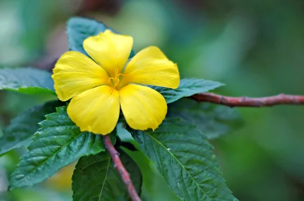 Тропічна жовта квітка — стокове фото