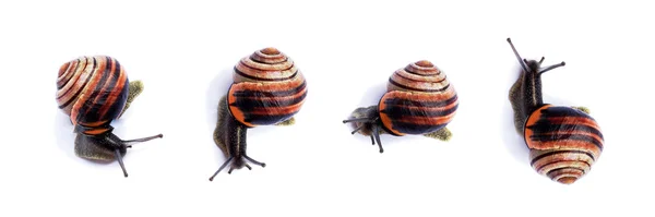 蜗牛 — 图库照片