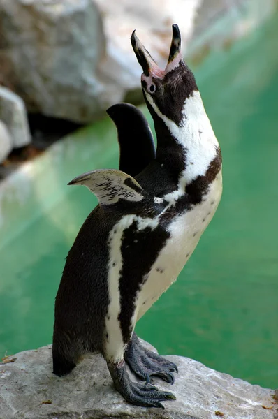 Penguin — Stok Foto