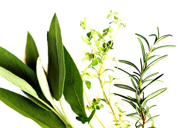 Herbs detail — Stock Photo, Image