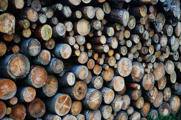 stock image Wood