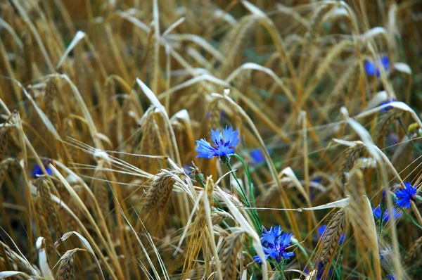 Barley and cornflower — Stock Photo, Image
