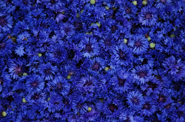 stock image Cornflower