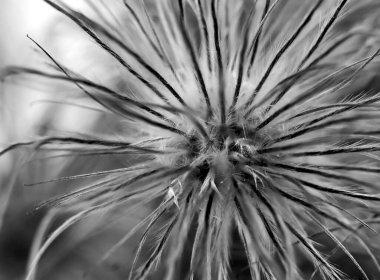 pasqueflower soluk bw