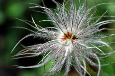 solmuş pasqueflower