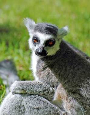 Lemur Catta clipart