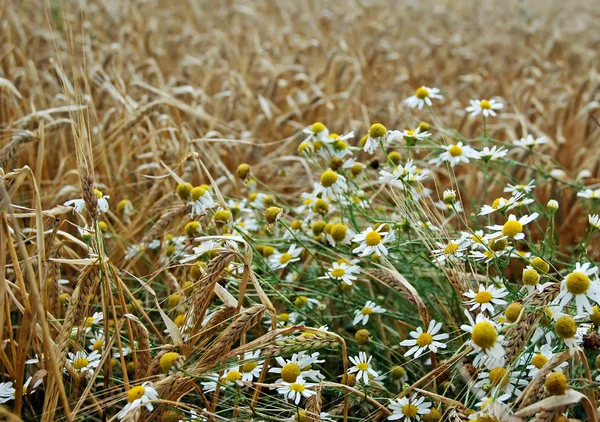 Field and chamomile — Stock Photo, Image