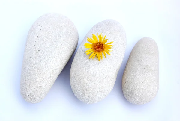 Stones and flower — Stock Photo, Image