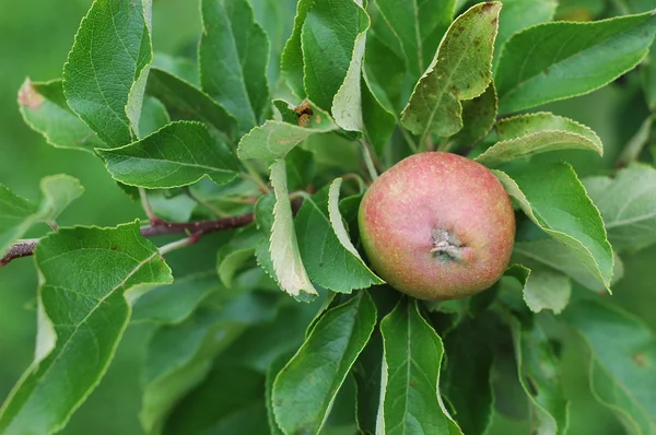 Apfel 2 — Stockfoto