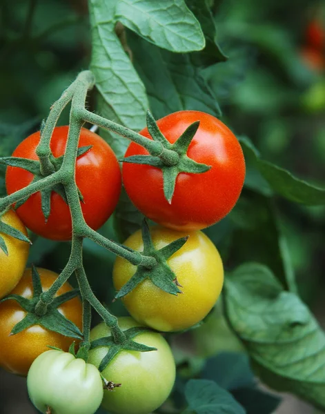 Tomaten 1 — Stockfoto