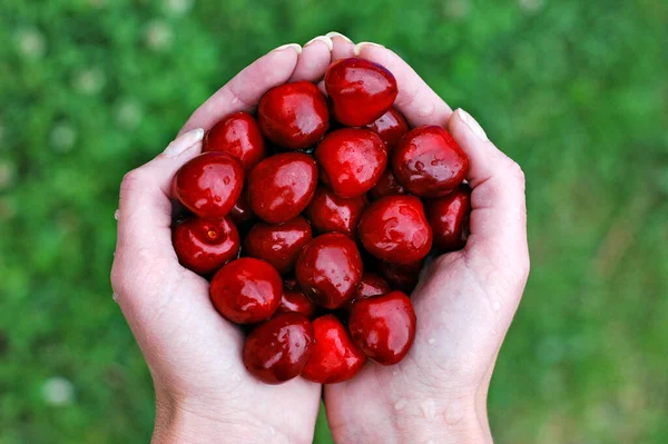 Třešně a višně a rukou 1 — Stock fotografie