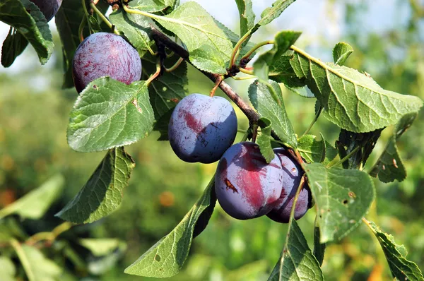 Plums on the tree 1 — Stock Photo, Image