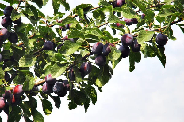 Plums on the tree 2 — Stock Photo, Image