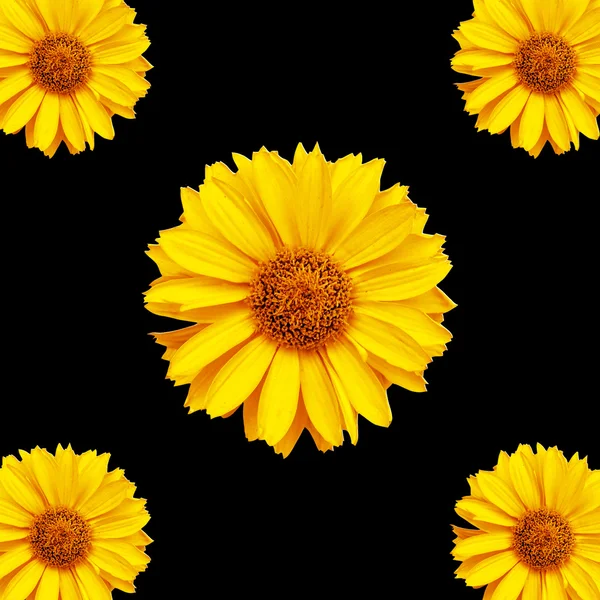Blommor bakgrund 2 — Stockfoto