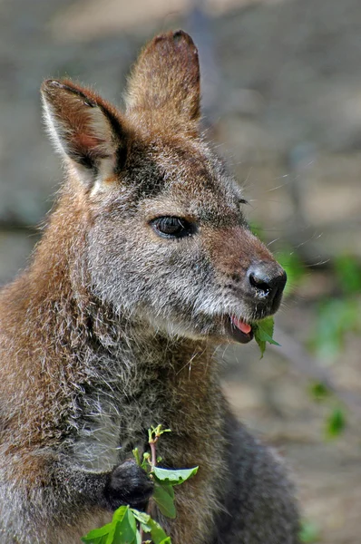 stock image Kangaroo