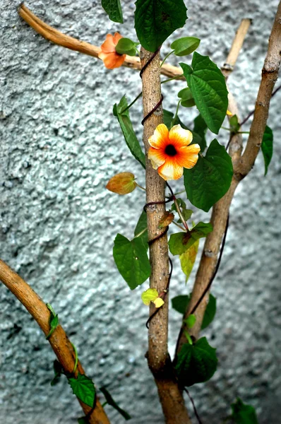 Climbing flower — Stock Photo, Image
