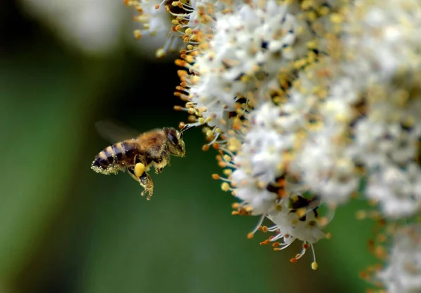 Repülő méh — Stock Fotó