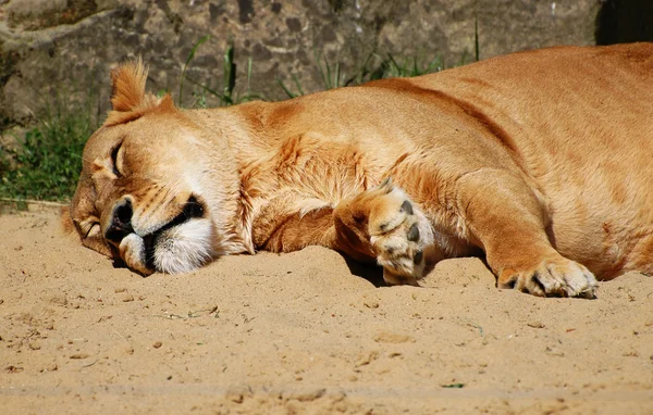 stock image Lioness