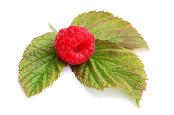 Raspberry 1 — Stock Photo, Image