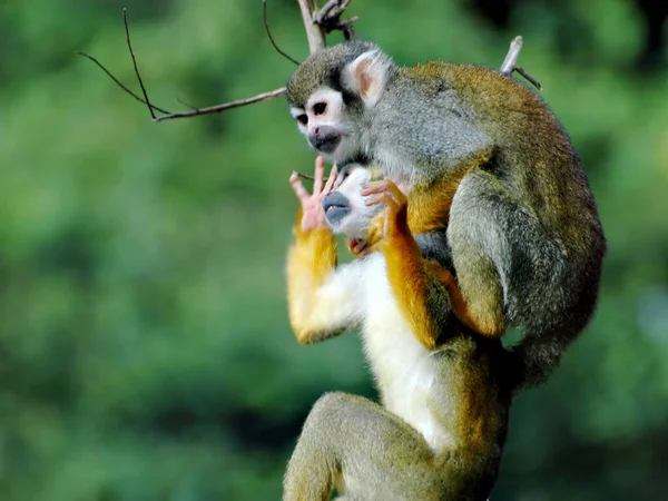 松鼠猴 — 图库照片