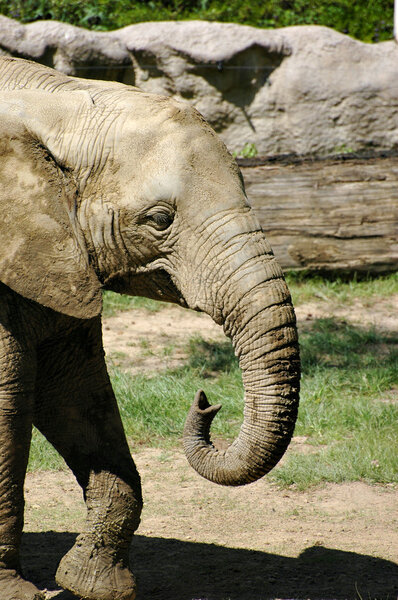 Young african elephant in the ZOO