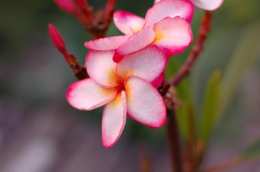 Plumeria