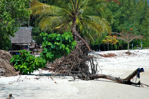 Bamboe eiland — Stockfoto