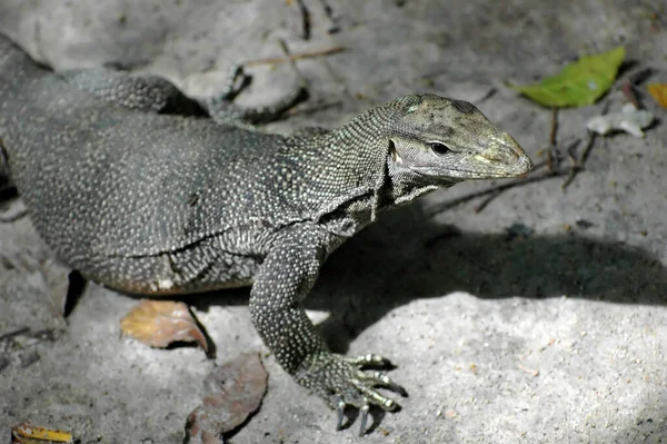 Lizard 2 — Stock Photo, Image