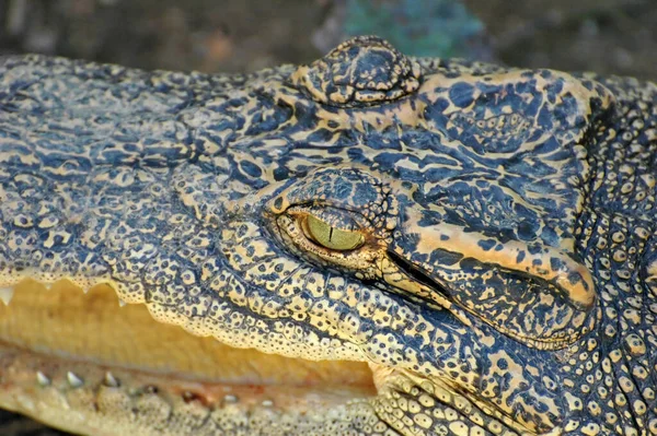 Krokodyl 2 — Zdjęcie stockowe