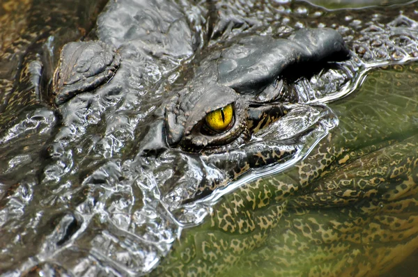 Olho de crocodilo — Fotografia de Stock