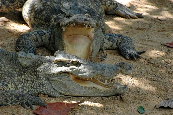 Crocodilos — Fotografia de Stock