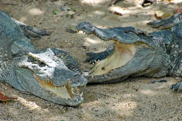Krokodyle 2 — Zdjęcie stockowe