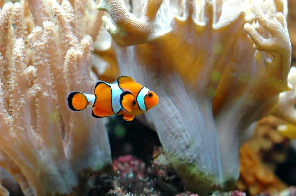 Ocellaris clownfish — Φωτογραφία Αρχείου