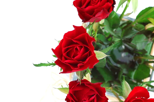 Rote Rosen Detail 2 — Stockfoto