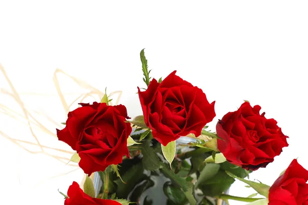 Rote Rosen im Detail — Stockfoto