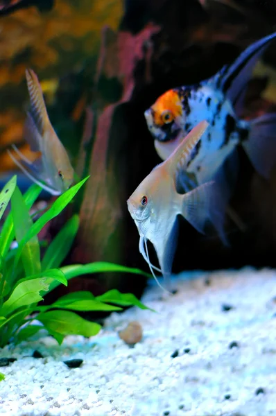 stock image Angelfish