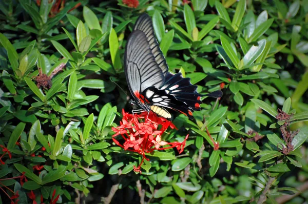 Mariposa 2 —  Fotos de Stock