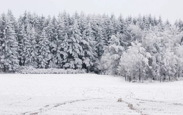 stock image Forest