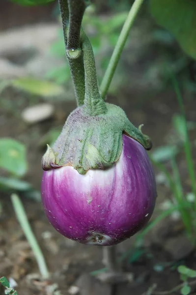 Eggplant nightshade — Stock Photo, Image