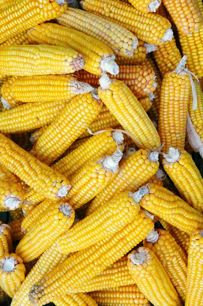 Stock image Corn