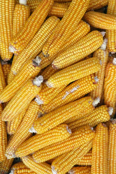 stock image Corn